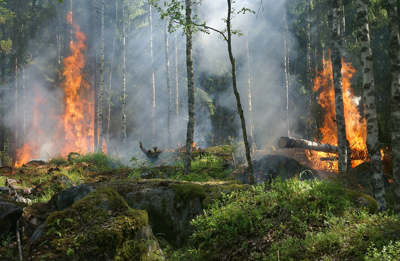 Detail Contoh Berita Kebakaran Hutan Nomer 13