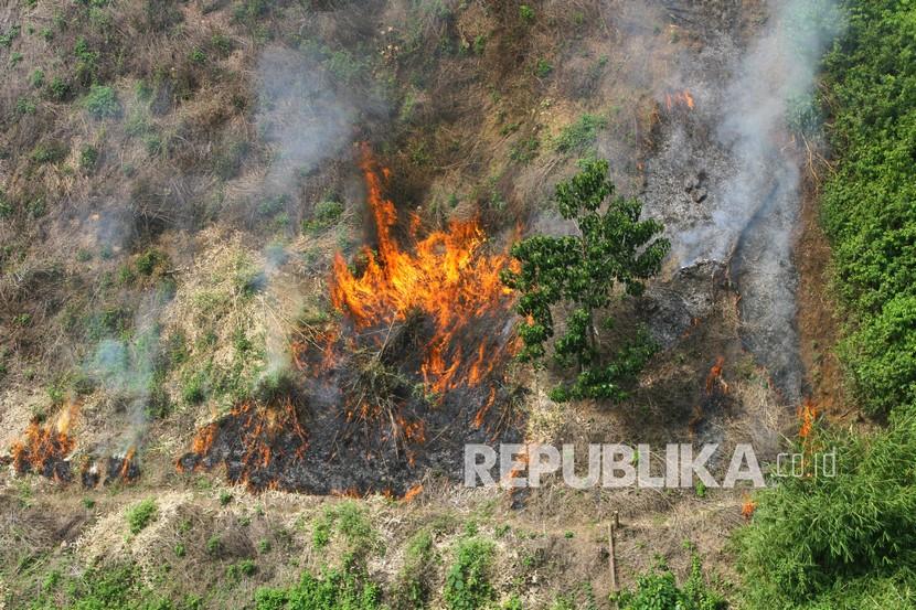 Detail Contoh Berita Kebakaran Hutan Nomer 23