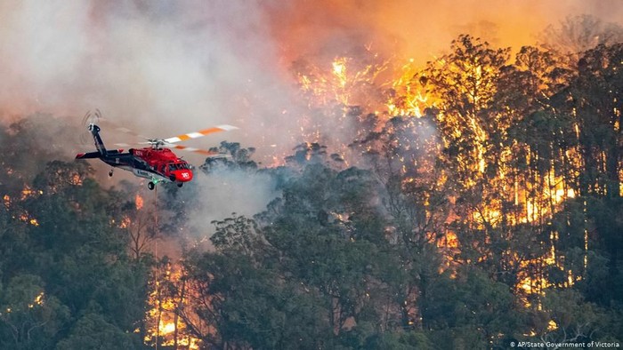 Detail Contoh Berita Kebakaran Hutan Nomer 26