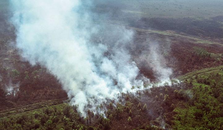 Detail Contoh Berita Kebakaran Hutan Nomer 35