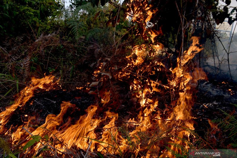 Detail Contoh Berita Kebakaran Hutan Nomer 41