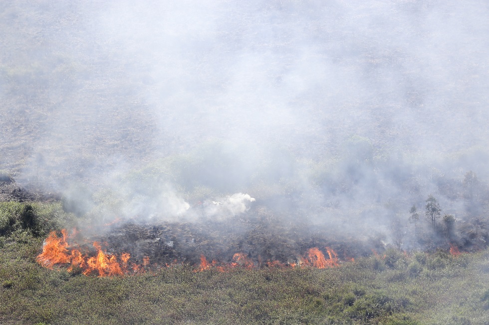 Detail Contoh Berita Kebakaran Hutan Nomer 49