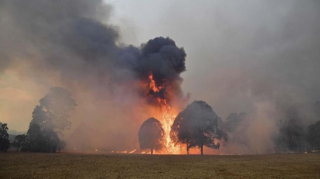Detail Contoh Berita Kebakaran Hutan Nomer 51