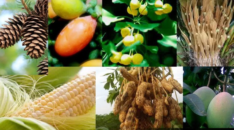Detail Contoh Biji Terbuka Nomer 10