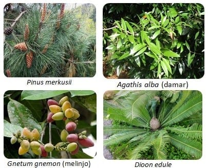 Detail Contoh Biji Terbuka Nomer 17
