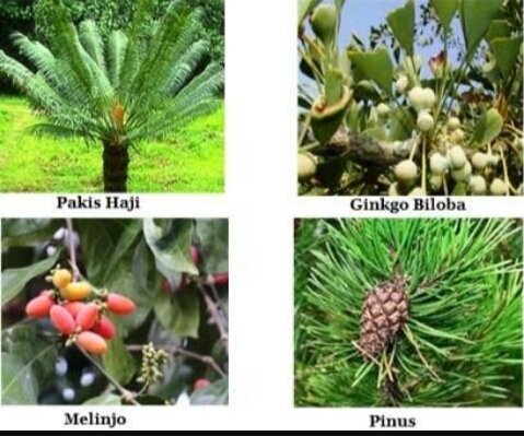 Detail Contoh Biji Terbuka Nomer 18