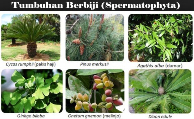 Detail Contoh Biji Terbuka Nomer 27