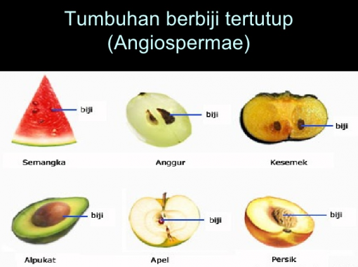 Detail Contoh Biji Terbuka Nomer 30