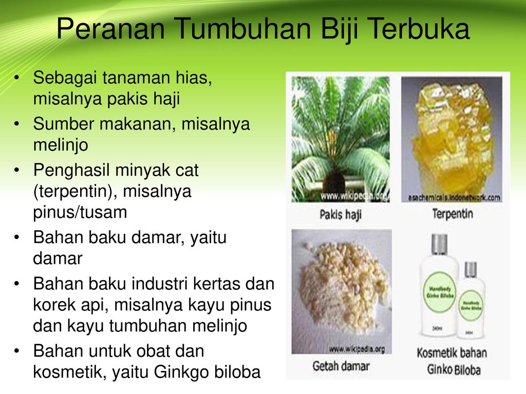 Detail Contoh Biji Terbuka Nomer 35