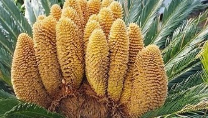 Detail Contoh Biji Terbuka Nomer 43