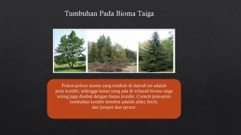 Detail Contoh Bioma Taiga Nomer 37