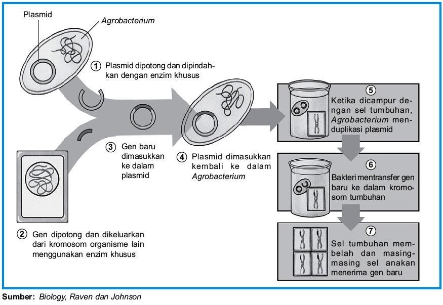 Detail Contoh Bioteknologi Di Bidang Lingkungan Nomer 4