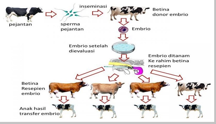 Contoh Bioteknologi Peternakan - KibrisPDR