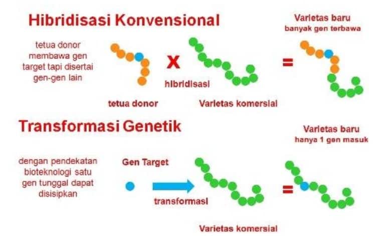 Detail Contoh Bioteknologi Peternakan Nomer 47