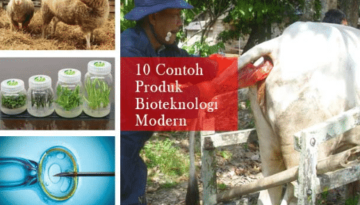 Detail Contoh Bioteknologi Tradisional Nomer 33