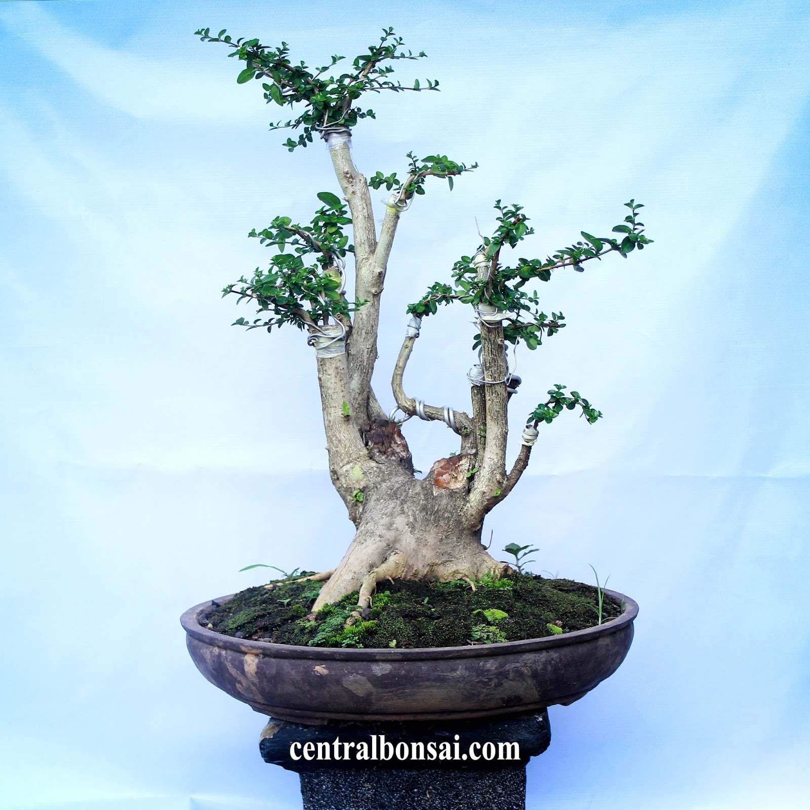 Detail Contoh Bonsai Serut Nomer 32