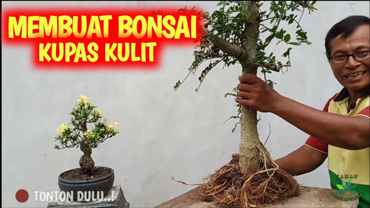 Detail Contoh Bonsai Serut Nomer 5