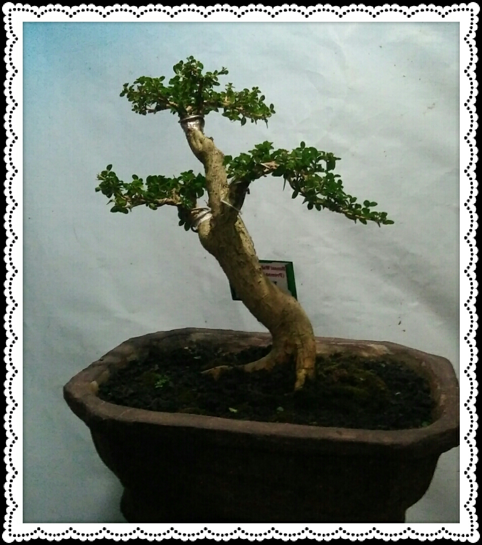 Detail Contoh Bonsai Serut Nomer 38