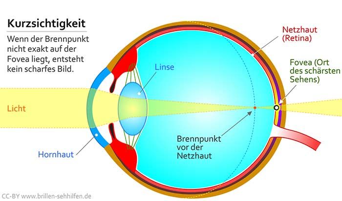 Detail Das Menschliche Auge Anatomie Nomer 6