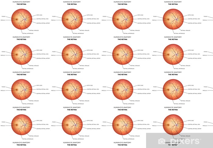 Detail Das Menschliche Auge Anatomie Nomer 9