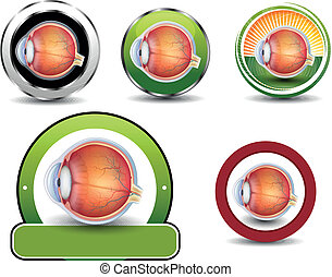 Detail Das Menschliche Auge Anatomie Nomer 16