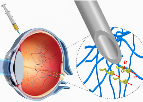 Detail Das Menschliche Auge Anatomie Nomer 18