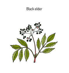 Detail Elder Plant Images Nomer 9