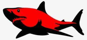 Detail Small Shark Nomer 13