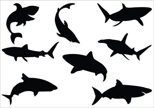 Detail Small Shark Nomer 6