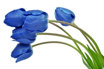 Detail Blaue Tulpen Bilder Nomer 11