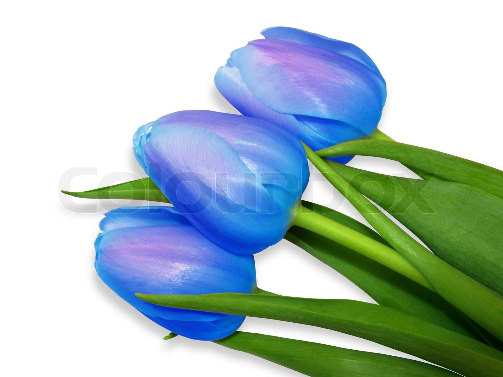 Detail Blaue Tulpen Bilder Nomer 4