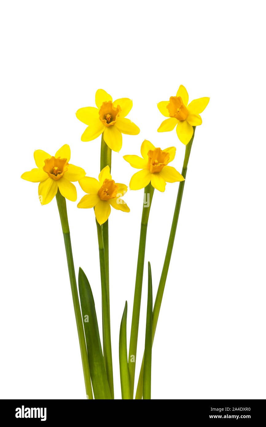 Detail Blumen Background Nomer 16