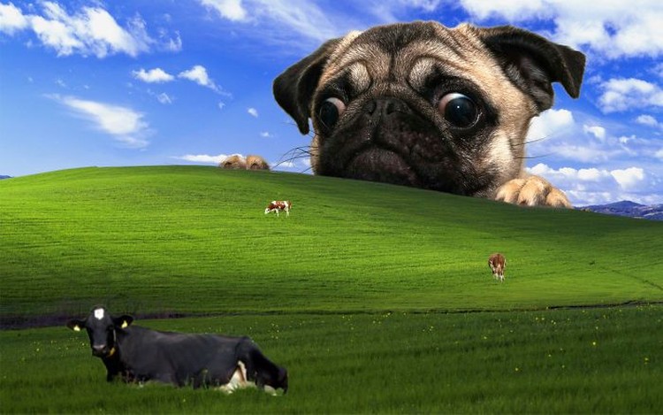 Gambar Desktop Lucu - KibrisPDR