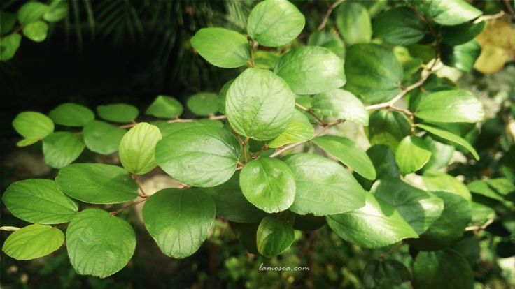 Detail Gambar Detai Daun Bidara Nomer 29