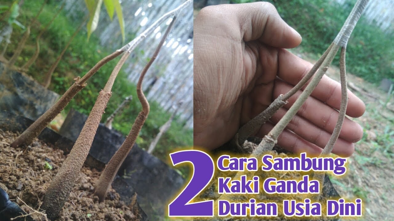 Detail Gambar Detail Sambungan Kaki Pada Tanaman Nomer 18