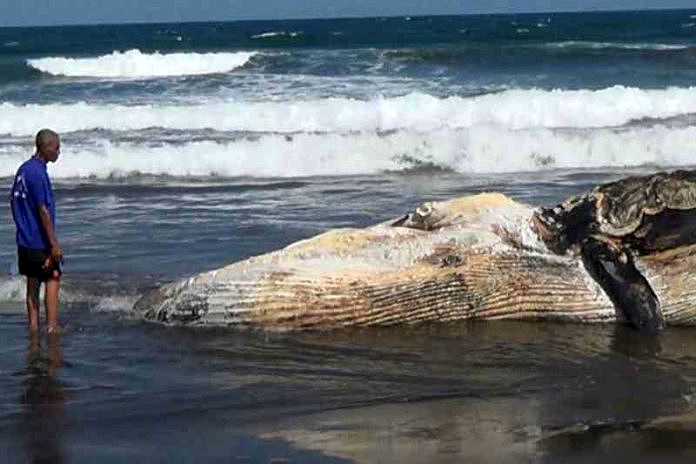 Detail Gambar Di Pantai Sore Harihewan Nomer 42