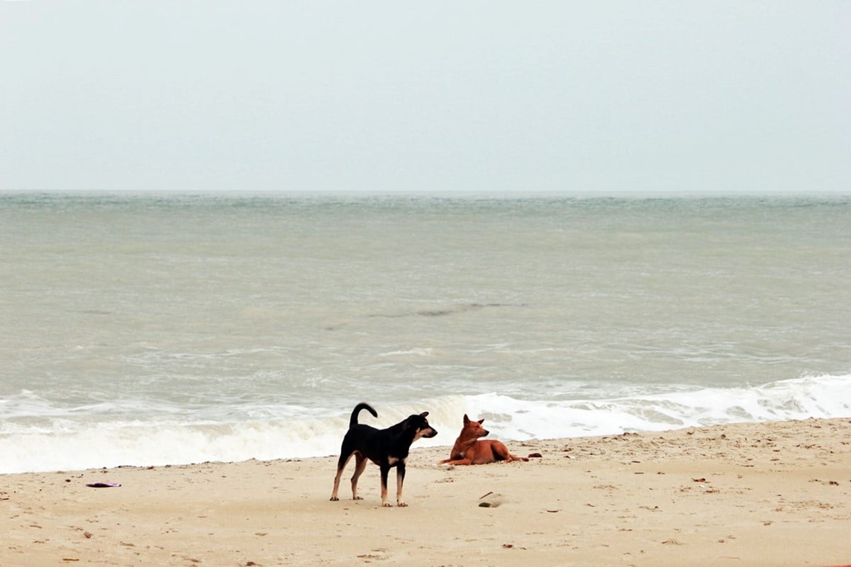 Detail Gambar Di Pantai Sore Harihewan Nomer 43