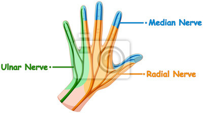 Detail Nervensystem Schema Nomer 5