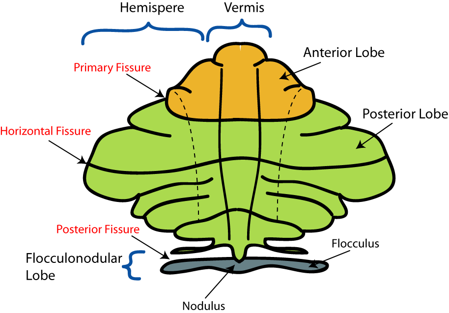 Detail Nervensystem Schema Nomer 6