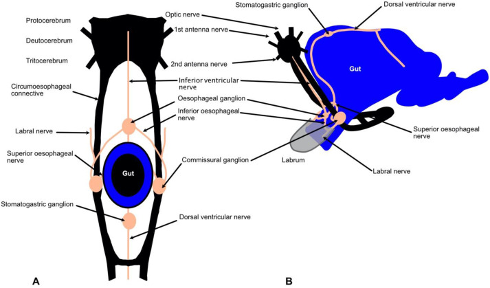 Detail Nervensystem Schema Nomer 9