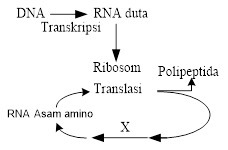 Gambar Diagram Sintesis Protein - KibrisPDR