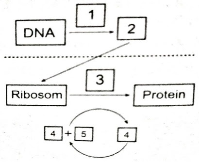Detail Gambar Diagram Sintesis Protein Nomer 11