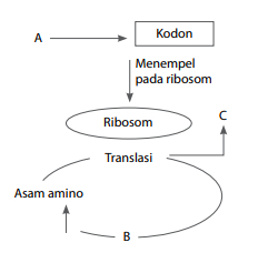 Detail Gambar Diagram Sintesis Protein Nomer 15