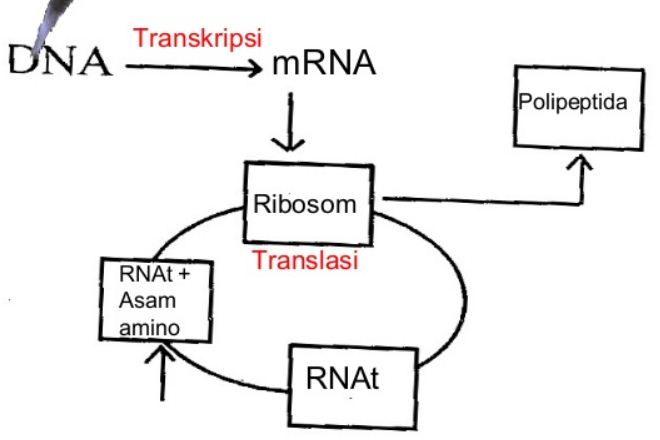 Detail Gambar Diagram Sintesis Protein Nomer 19