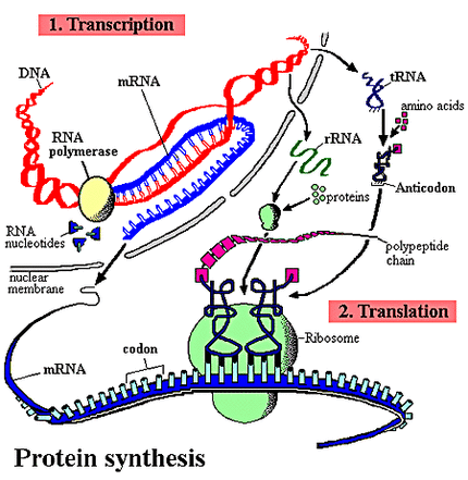 Detail Gambar Diagram Sintesis Protein Nomer 20