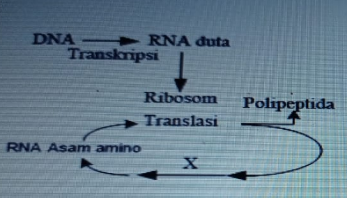 Detail Gambar Diagram Sintesis Protein Nomer 3