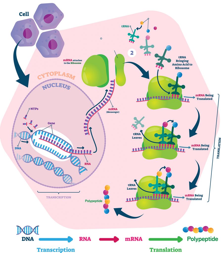 Detail Gambar Diagram Sintesis Protein Nomer 29