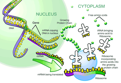 Detail Gambar Diagram Sintesis Protein Nomer 33