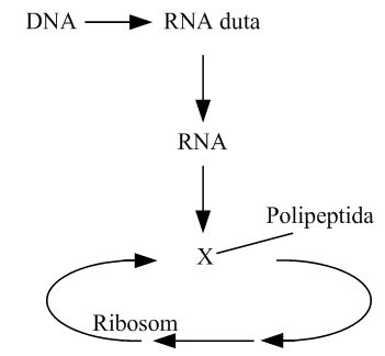 Detail Gambar Diagram Sintesis Protein Nomer 5