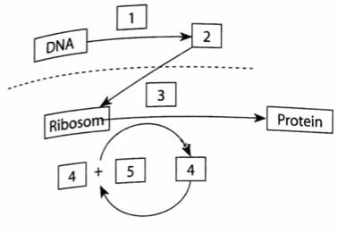 Detail Gambar Diagram Sintesis Protein Nomer 7